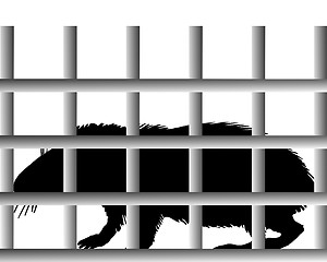 Image showing Guinea pig in cage