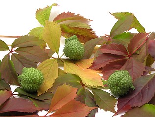 Image showing Gorgeous autumn leaves with angel trumpet fruits