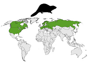 Image showing Distribution beaver 