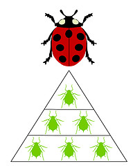 Image showing Ladybird diet pyramid