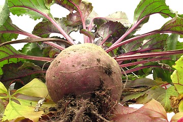 Image showing Newly harvested beetroot