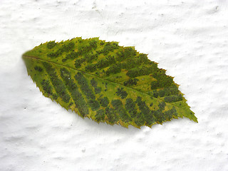 Image showing Green autumn leaf in the foreground of white wall