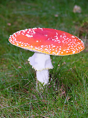 Image showing One big fly agaric in graslands