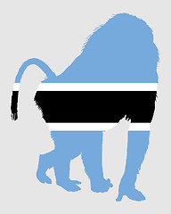 Image showing Baboon botswana