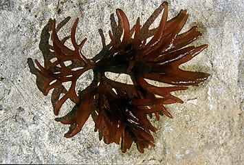 Image showing Brown seaweed