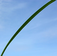 Image showing Blade of grass in front of blue sky