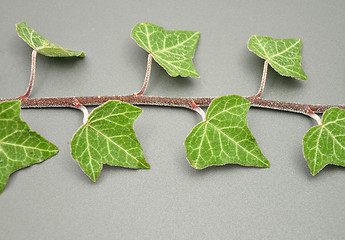 Image showing Detailed but simple image of iced ivy 