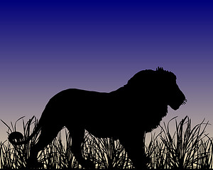 Image showing Dawn in savanna with lion