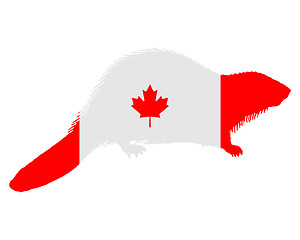 Image showing Canadian Beaver