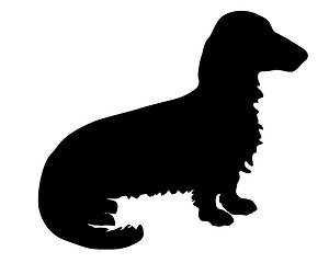 Image showing The black silhouette of a longhaired Badger Dog