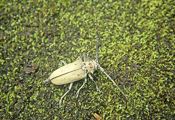 Image showing Longhorn beetle