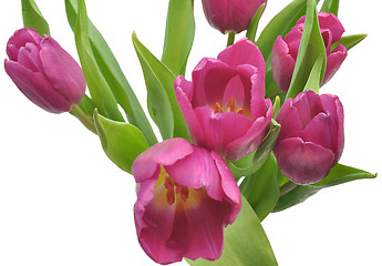 Image showing Pink tulips