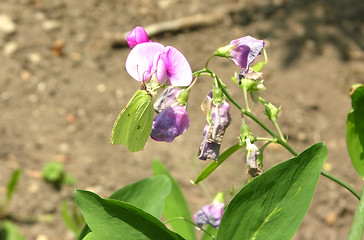 Image showing Brimstone butterfly on the bloom of a pea