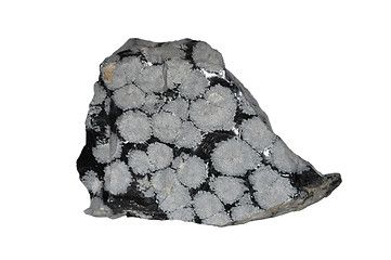 Image showing Snowflake obsidian