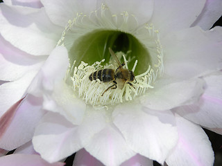 Image showing cactus bloom with bee serching for food