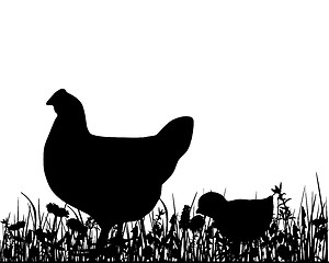 Image showing Hen an chick in the meadow