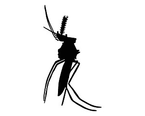 Image showing The black silhouette of a mosquito on white