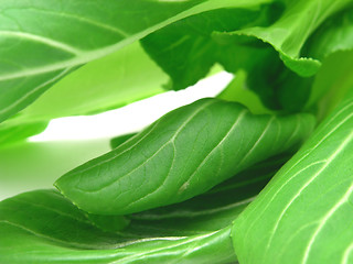 Image showing Pak choi leaves as a background picture