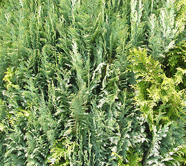 Image showing The fresh green of a thuja hedge