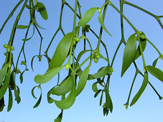 Image showing One twig of mistletoe in front of blue sky