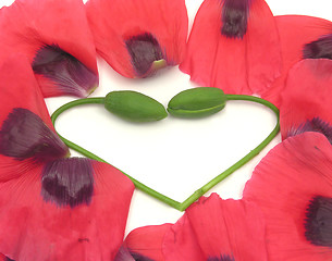 Image showing Heart out of  poppy buds with petals on white