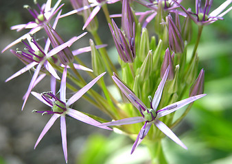 Image showing The lilac blossoms of a persian onion