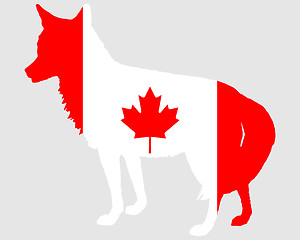 Image showing Coyote Canada