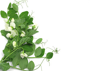 Image showing White blooms of a snow pea on white background