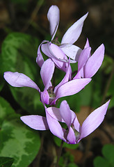 Image showing The close-up view on a lilac Cyclamen 