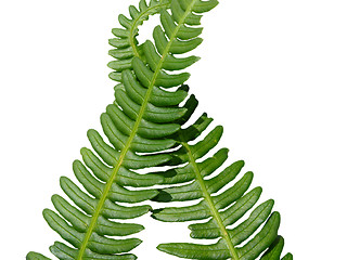 Image showing Two green crossed frond ferns as background