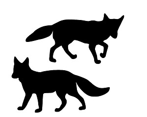 Image showing The black silhouettes of two foxes on white