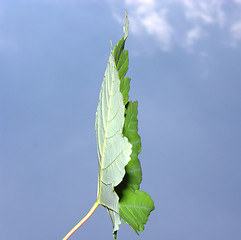 Image showing Maple leaf on the side in front of light blue sky with white clouds