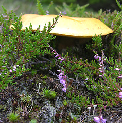 Image showing Mushroom on the bottom of the wood between heather