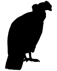 Image showing Condor Silhouette