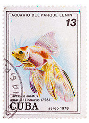 Image showing Postage stamp printed in the Cuba shows carassius auratus auratu