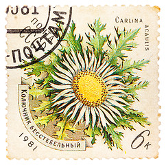 Image showing Stamp printed in USSR shows a Carlina acaulis