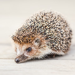 Image showing Hedgehog