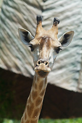 Image showing Head of giraffe