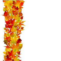 Image showing Multicolored autumn leaves of maple . EPS 8