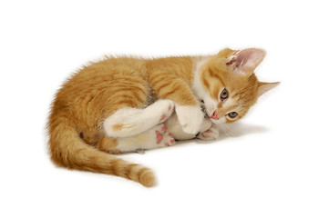 Image showing Kitten palying