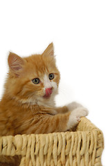 Image showing Kitten in basket