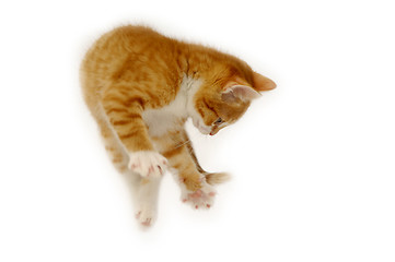 Image showing Jumping kitten