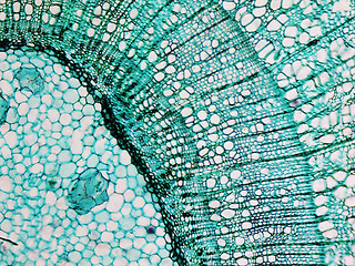 Image showing Pine Wood micrograph