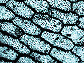 Image showing Onion epidermus micrograph