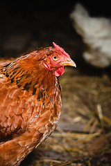 Image showing Red Chicken Looking Out Of The Barn