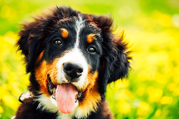 Image showing Bernese Mountain Dog (Berner Sennenhund) Puppy