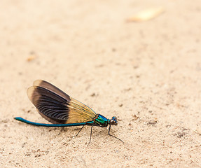 Image showing Blue Dragonfly On Sand