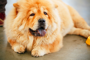 Image showing Brown Chines chow chow dog 