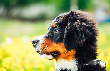 Image showing Bernese Mountain Dog (Berner Sennenhund) Puppy