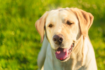 Image showing Young Labrador